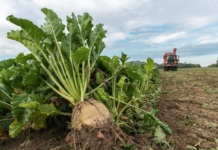 EU prognostiziert Zuckerrübenernte 2020 knapp unter Vorjahresniveau