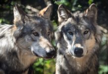Wolf in Tirol: Landtag fordert Ausweisung sensibler Zonen