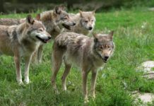 Heuer bereits vier verschiedene Wölfe in Tirol Die Genotypisierung ergab vier verschiedene Wolfsindividuen in Tirol.