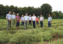 Rübensamenerzeugung im Inland ist in Gefahr