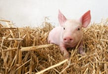 Tierwohl ist Unimarkt teuer