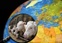 Viel heiße Luft – eine Mär von Rindern und Methan