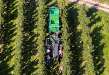 EU-Apfelernte fällt heuer mit 10,71 Mio. t unterdurchschnittlich aus