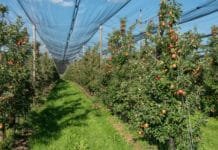Steirische Apfelernte fällt heuer um 17% kleiner aus als im Vorjahr