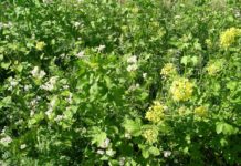 Öpul-Übergangsperiode 2020/21: Begrünungstermine beachten