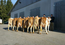 Zuchtrinderversteigerung in Bergland am 12. August