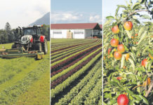 Aufatmen im Grünland, Frostschäden im Obstbau