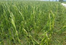 Landwirtschaft in Oberösterreich verwüstet