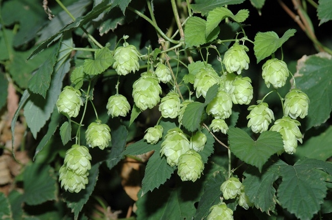 Hopfen Bluete 2 ID27187 Size650px