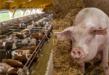 Kleinerer Rinder- und größerer Schweinebestand