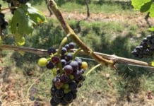 Schwere Unwetterschäden im Mittelburgenland
