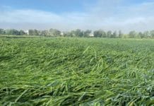 Erneut schwere Unwetter in der Steiermark und im Südburgenland