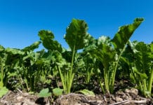 Nemecek: Gemeinsamer Schulterschluss für Zuckerfabrik Leopoldsdorf erforderlich