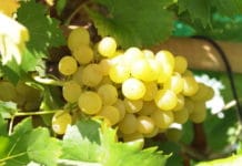 Traubenpreise: Weinbauverband fordert nationalen Schulterschluss