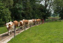 Fortbildung Herdenmanager Austria startet im Oktober