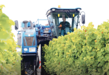 Heuer endlich wieder ein normales Weinjahr