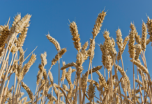 Deutscher Raiffeisenverband sieht Getreideernte 2020 deutlich unter Vorjahr