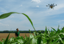 Trichogramma-Drohnen knacken 15.000 Hektar-Marke