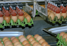 Spar zahlt Prämie an Eier-Bauern