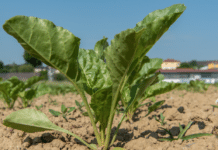 Bauernbund will um Erhalt der Zuckerfabrik Leopoldsdorf kämpfen