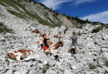 16 Rinder durch Blitzschlag getötet