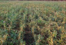 Die Kleeseide ist wieder auf dem Vormarsch