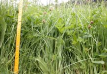 Grünland: Nachsaat braucht einen langen Atem