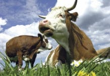 Bio: „Kein Trend sondern Schlüsseltechnologie“