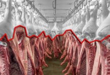 “Fleischrebell” stellt Preisbildung bei Schlachtschweinen infrage