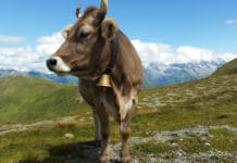 Viele schöne Erlebnisse, aber auch viele Sorgen