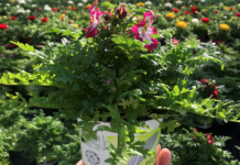 AMA-Gütesiegel jetzt auch für Blumen und Zierpflanzen