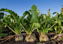 Zuckerrüben-Rettungspakt stärkt die Zukunftsaussichten