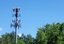 Handystrahlung vielleicht mit ein Grund für Insektensterben