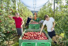 Apfelernte hat schon begonnen