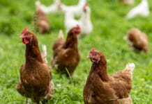 Vogelgrippe: EFSA schlägt Alarm