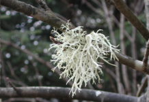 Seminar zum Thema „Flechten – einzigartige Doppelwesen: Bioindikatoren, Heilmittel, Gift u.v.m.“