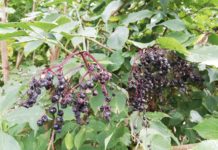 Kleine Fliege macht große Sorgen