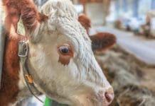 Tbc: 25 Rinder in Tiroler Betrieben gesperrt