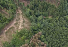 Nicht die Waldbewirtschaftung, sondern die Klimakrise bekämpfen