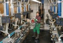 McDonalds zahlt Milchbauern für Tierwohl Bonus