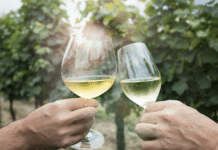 Weinjahrgang 2019 einer der besten der letzten Jahrzehnte