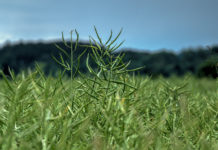 Nachweismethode für Pflanze aus “neuer” Gentechnik vorgestellt