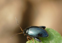 Warndienst: Rapsschädlinge bereits aktiv