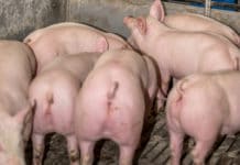 Abkehr von Schweinebörse-Kursen