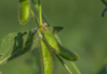 Gentechnik: EU-Kommission lässt neue Sojasorte zu