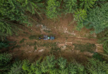 Forscher untersuchten Störungen in den Kronendächern europäischer Wälder