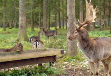 Leichte Verbesserung der Wildschadenssituation