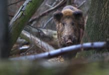 ASP: Schweinepreise um rund 25 % eingebrochen