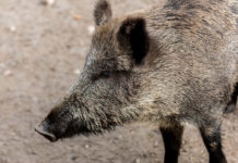 Afrikanische Schweinepest erstmals in Deutschland nachgewiesen
