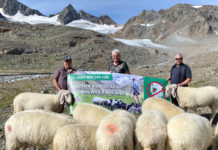 Vergleich: Deutschland kennt die Wolfsprobleme